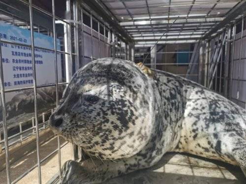 8只渤海精灵斑海豹顺利回家，俑顺网络助力海洋生态保护